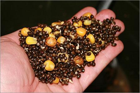 So good :) - canepa-cu-porumb-pentru-pescuitul-crapului.jpg